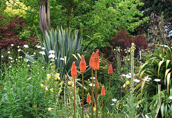  Growing along the edge of the water race. 