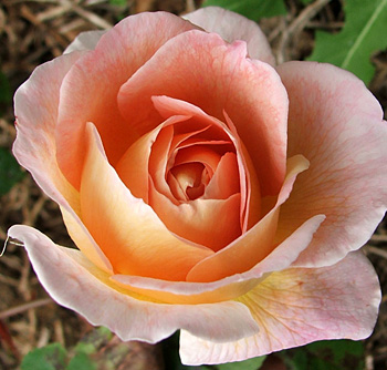  Possibly Abraham Darby? 