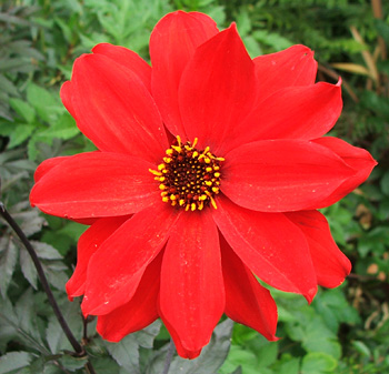 A red beauty. A red beauty.