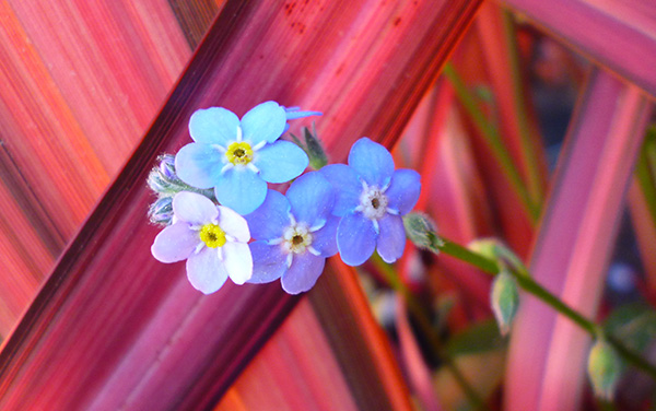  Such pretty flowers. 