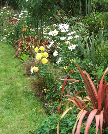  I love those red Phormiums. 