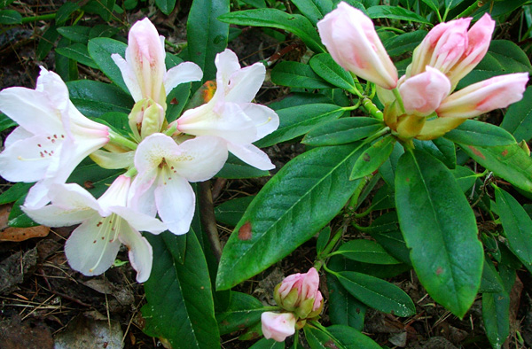  Pink buds, white flowers. 