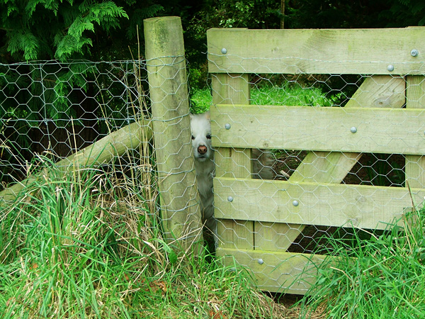  Rusty behind the gate. 