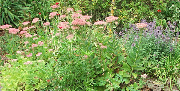  Autumn colours in my garden. 