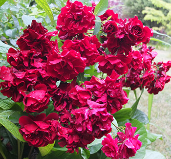  A rose with large clusters of flowers. 