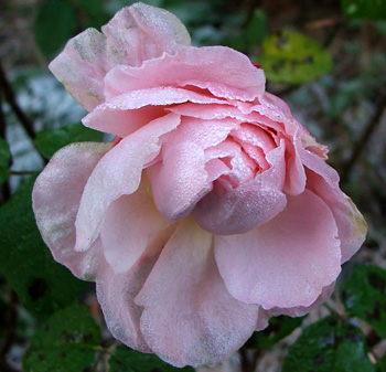  Flowering in the winter frost. 