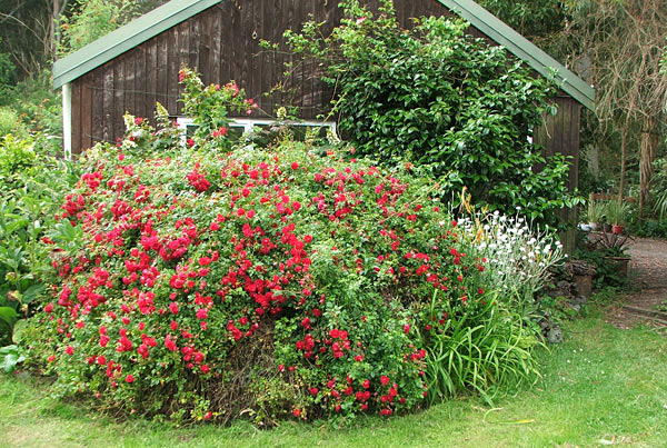This is a mid-summer flowering rose. This is a mid-summer flowering rose.
