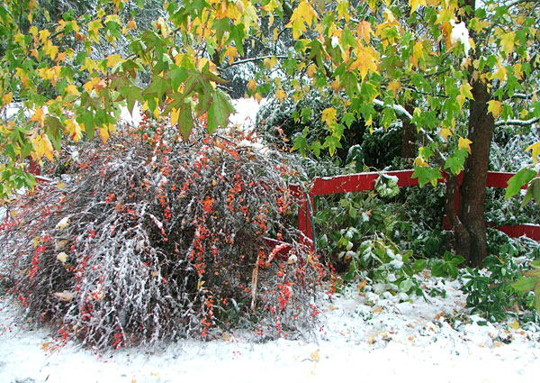  Berberis shrub, fence, and Liquidamber tree. 