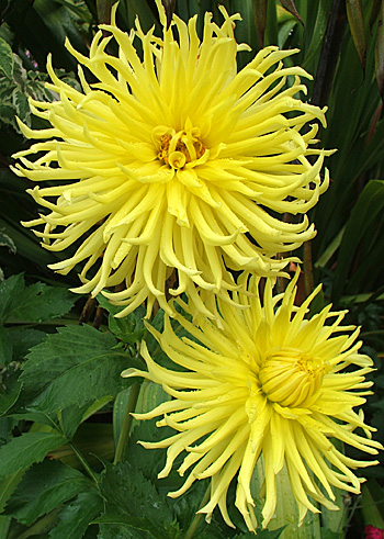  They have survived in the middle of the Island Bed for years and years. 