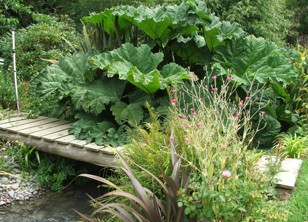  The giant Gunnera. 