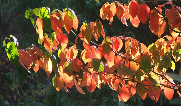  Such a beautiful autumn tree. 