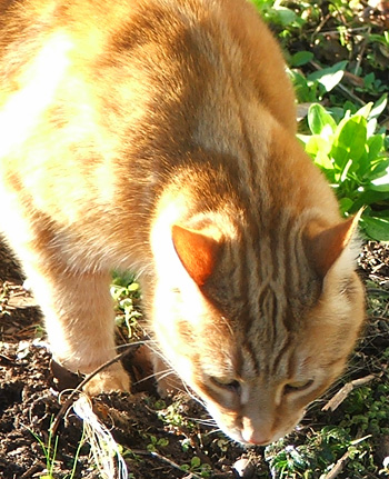  It's Percy, poking about in my vegetable garden compost, 