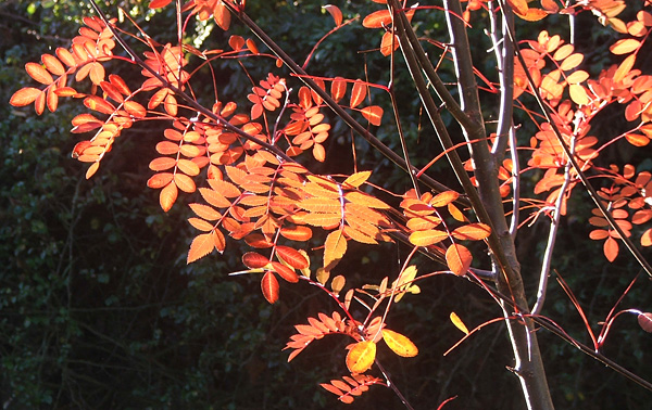  One of the last trees to colour - a Sorbus. 