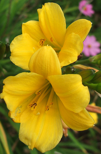  Flowering again in the house border. 