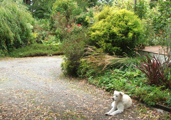  Gardening is so boring for dogs. 