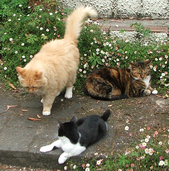  Big Fluff-Fluff, Tiger, and Little Mac the kitten. 