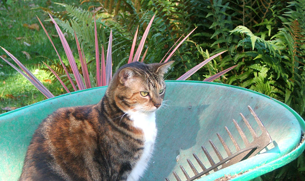  Looking after the wheelbarrow. 