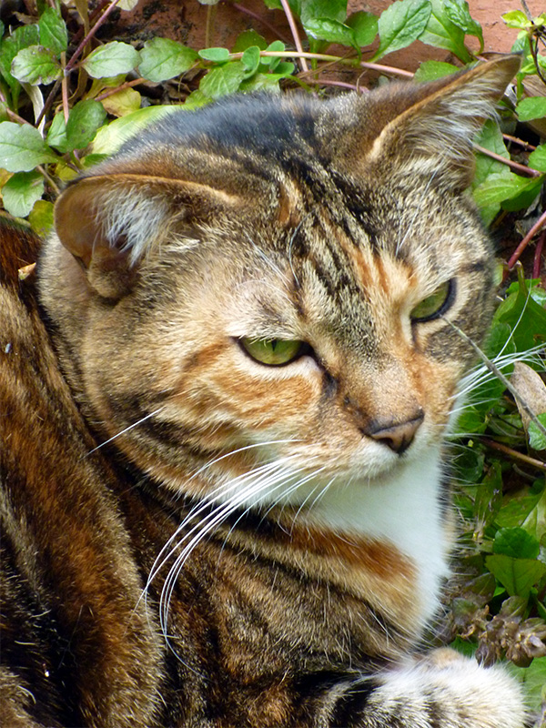 Thanks, Tiger the Tortoiseshell