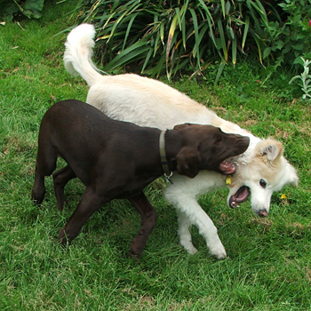  Escher the brown puppy and Rusty the dog. 