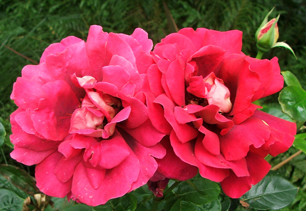  A beautiful rose, with unusual colouring. 