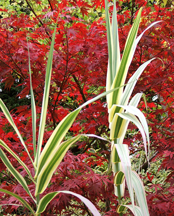  Growing in the Dog-Path Garden. 