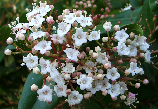  Viburnum tinus 