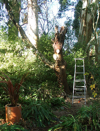  You can see the Wattle stump, with one branch going off to the left. 