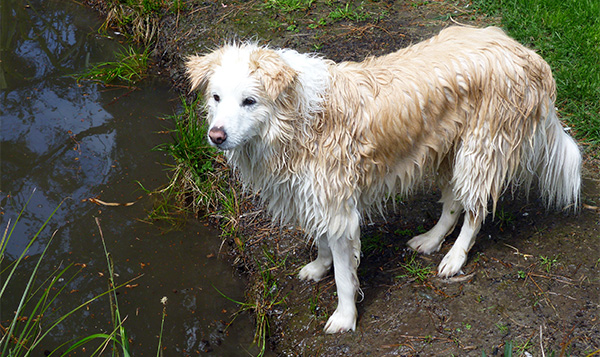  Wet dog! 