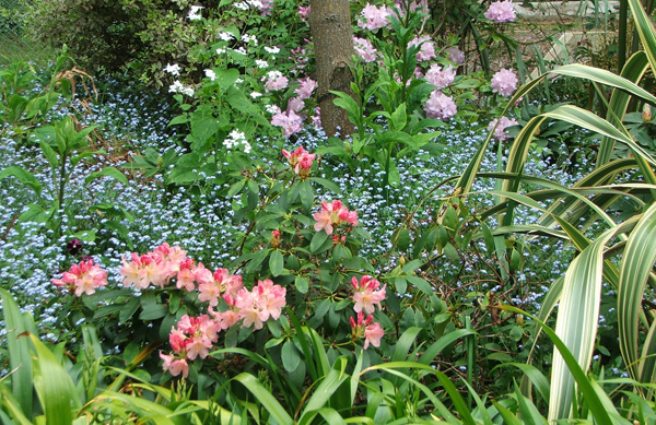  Rhododendrons and Forget-Me-Nots in the Willow Tree Garden. 