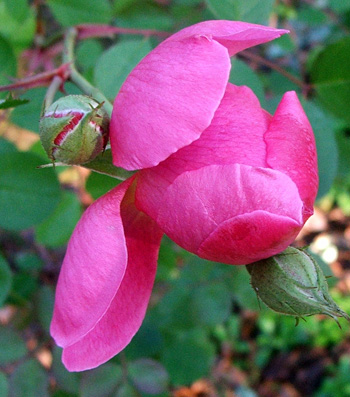  Still flowering. Silly rose. 