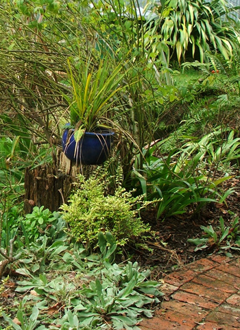  Green Cordyline in a blue pot. 