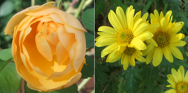  Graham Thomas the rose, and a chrysanthemum. 