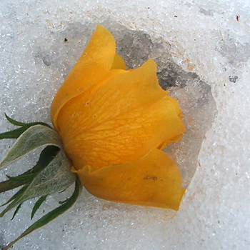  A yellow bud, fallen off in the snow. 