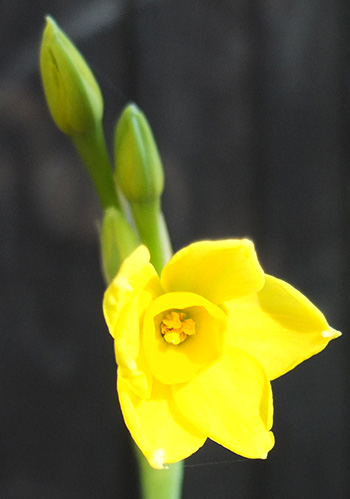  Or jonquil? 