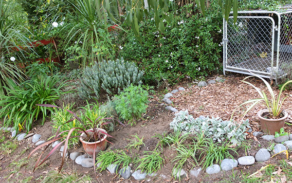  In the Lavender Garden by the dog kennel. 