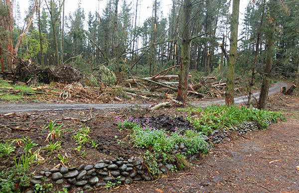  Building up the soil again - the second driveway is next-door. 