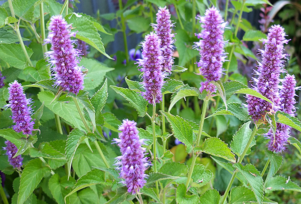  The bees love this plant. 