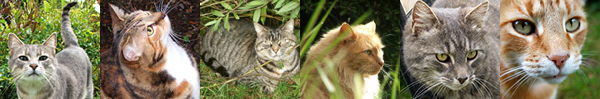  Minimus, Tiger, Histeria, Fluff-Fluff, Lilli, and Percy 