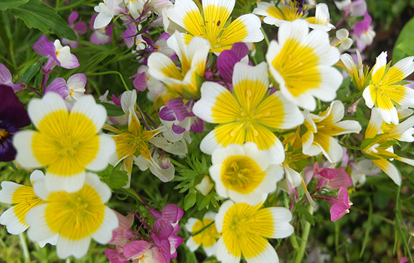  Toad flax and meadow foam, if you prefer! 