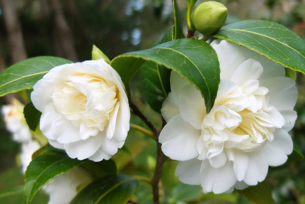  Possibly called Mansize, flowering in the Driveway Garden. 