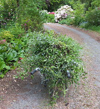  Off to the compost we go. 