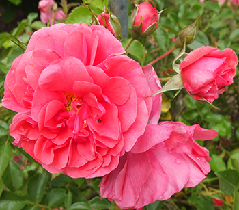  A rich pink rose, which should be a climber. Hmm... 