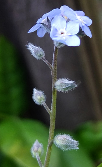  Sticky little seeds. 