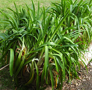  Species, with blue flowers. 