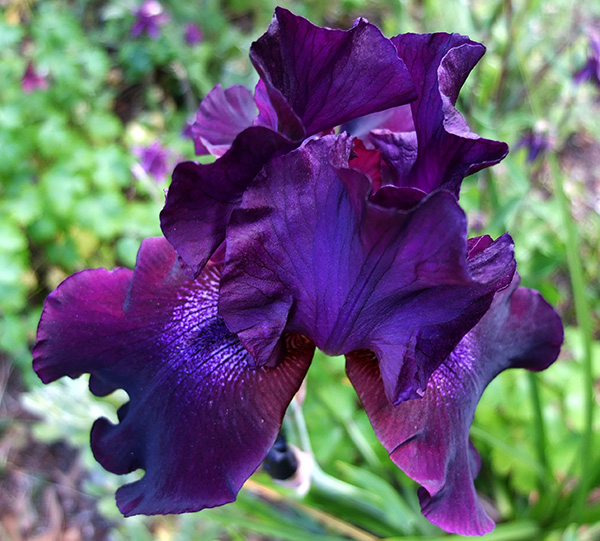  Surrounded by dark blue Aquilegias. 