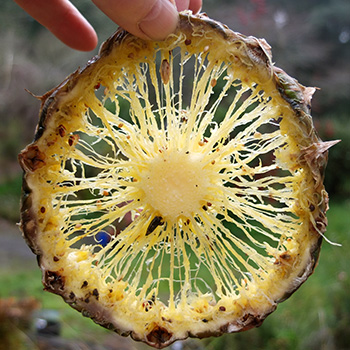  The birds have eaten a pice of fresh pineapple... 