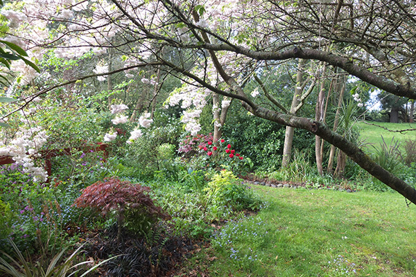  With little Maples, and a red rhododendron. 