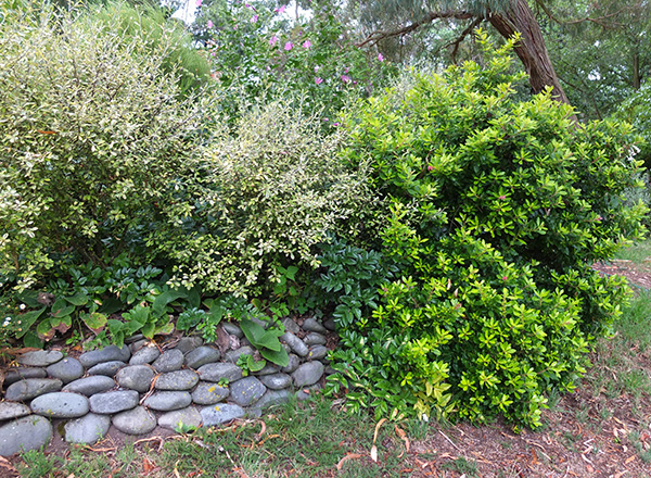  What a boring photograph! A Corokia on the left, a golden Escallonia on the right.  