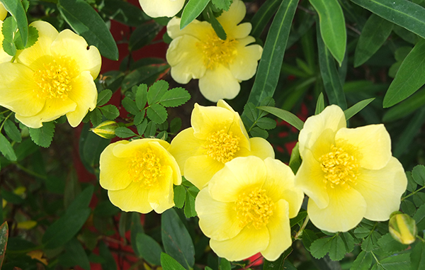  The first spring flowering roses. 