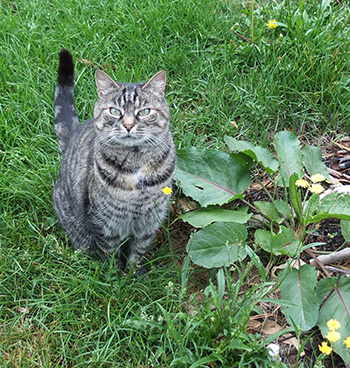  My tabby girl cat. 